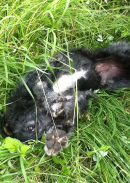 happy_1402688641Walli 4.JPG