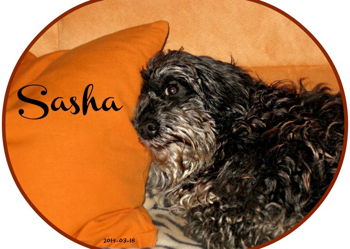 happy_1395177983ACA_Sasha solo_03_18_01.jpg