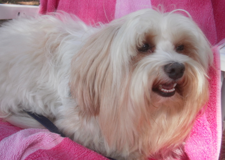 happy_1390760344Gino in Porec.JPG