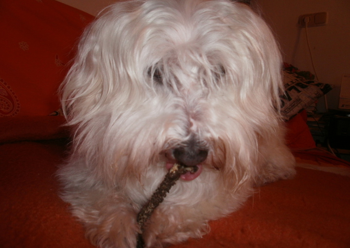 happy_1390760344Chicco und sein Pansen.JPG