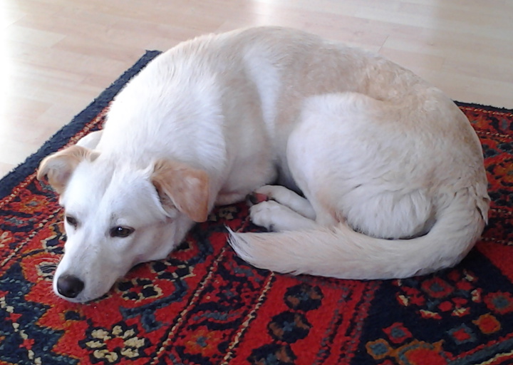 happy_13886878022013-12-21 14.01.21.jpg