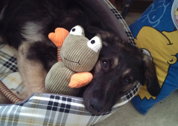 happy_13883524532013-12-04 15.24.39.jpeg