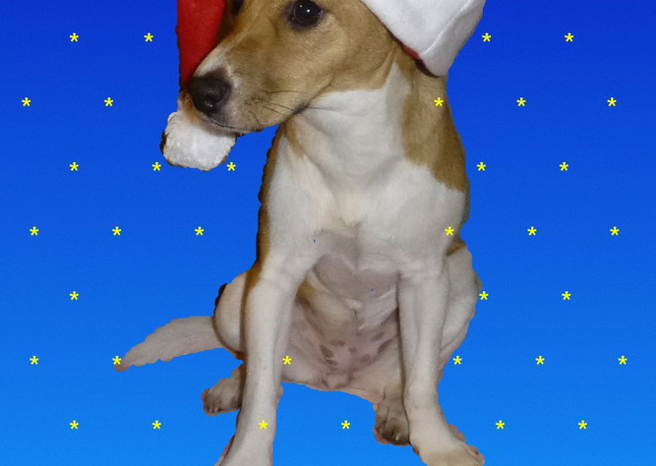 happy_1387985760Neu_Weih_06 - Kopie.jpg