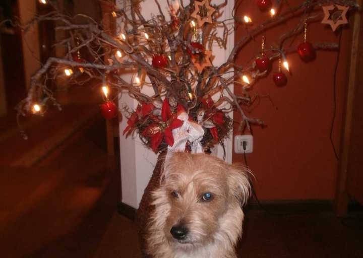 happy_1388353126Dezember 2013 149.jpg