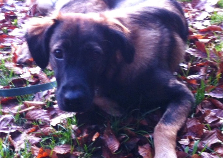 happy_1387986443Alexa.jpg (1)