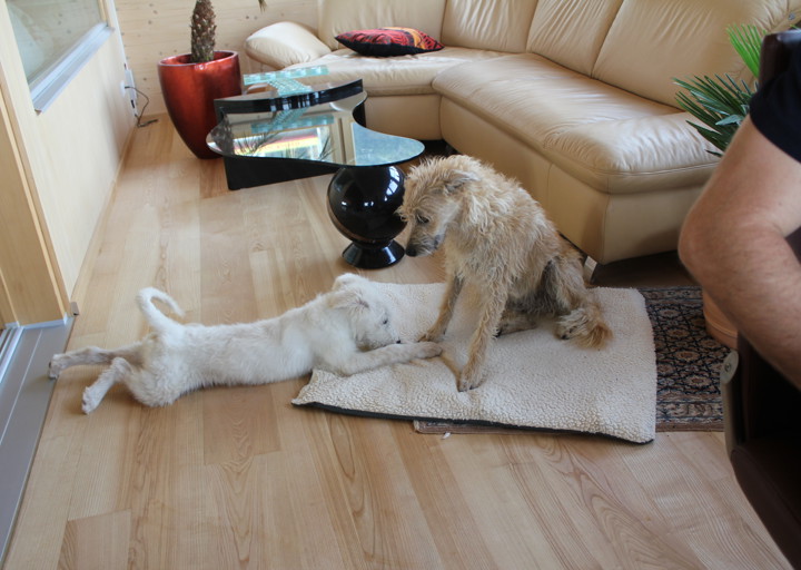 happy_1383685588Freki 018.jpg