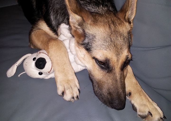 happy_1378930151Shiloh1 (12).jpg