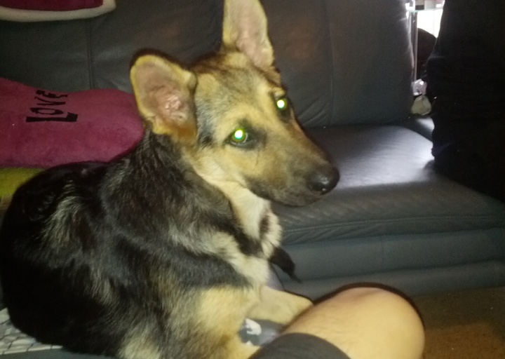 happy_1378930151Shiloh1 (20).jpg