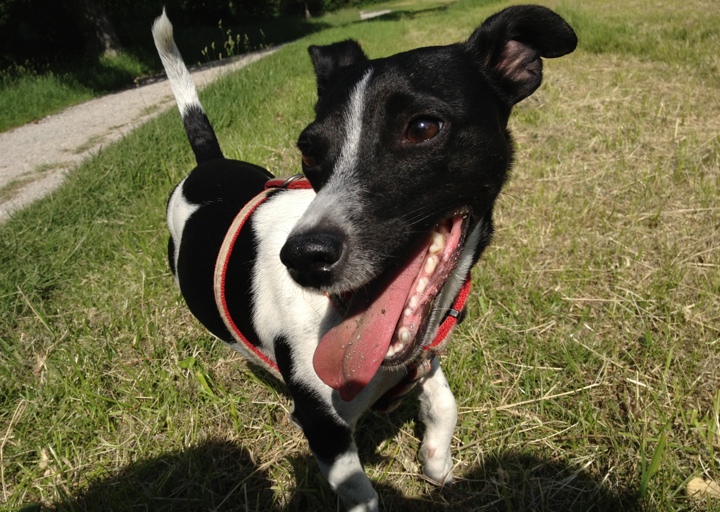 happy_1376517597Una beim Spaziergang.jpg