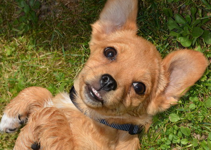 happy_1375454931Bubo (1).jpg