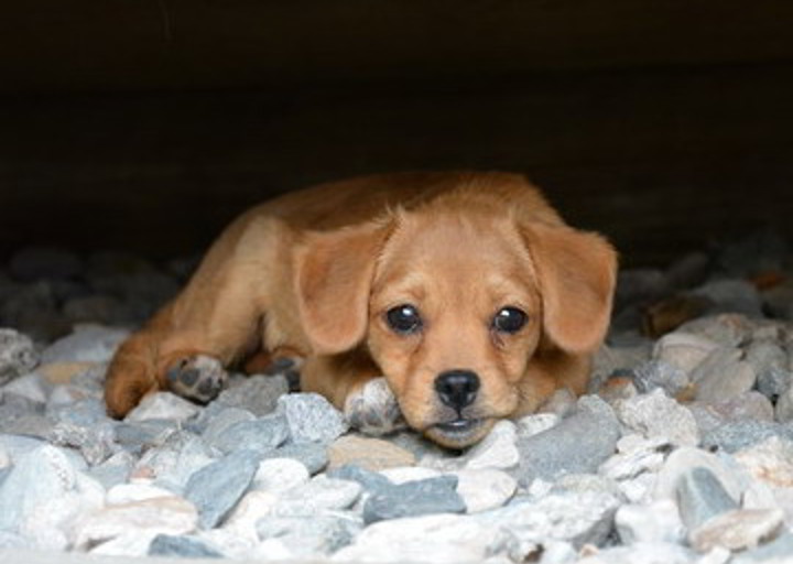 happy_1375454931Bubo (4).jpg