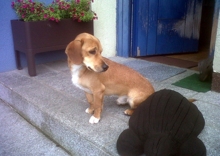 happy_1371932610Die Schildkröte und ich.jpg