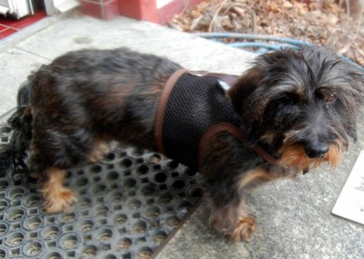 happy_1366749353Halbritterdackel 3.jpg