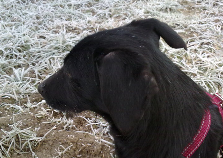 happy_1361309127Lacey 1.jpg