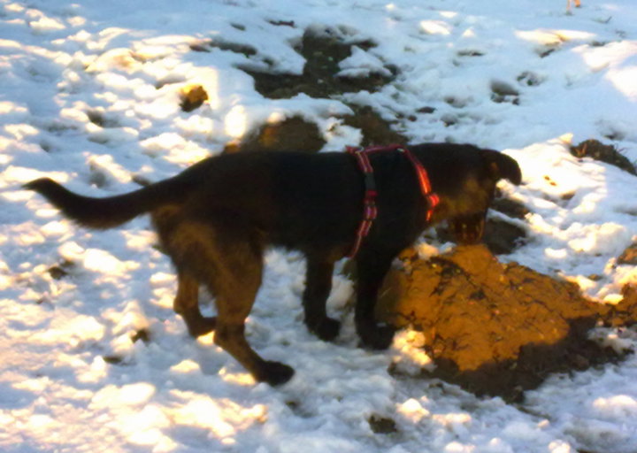 happy_1361309127Lacey 3.jpg