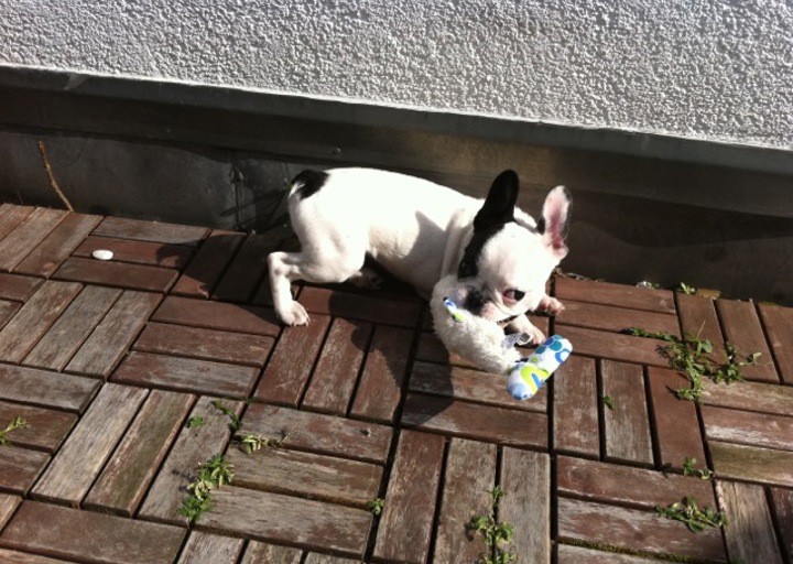 happy_1378669088diverses 041.jpeg