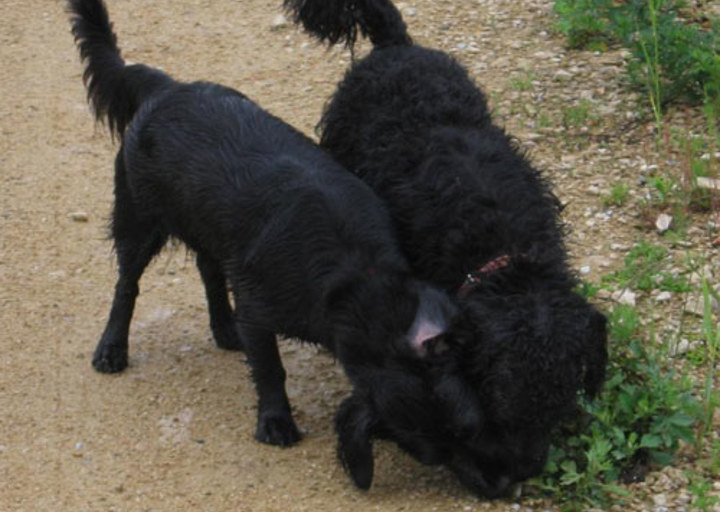 happy_1357006350Wuschel und Tekla Bild5-1.jpg