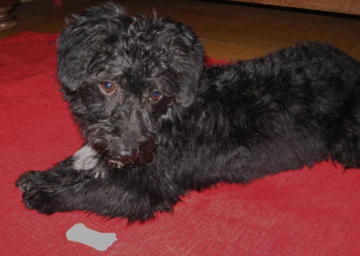 happy_1357006350Wuschel in den ersten Tagen bei mir Bild1-1.jpg