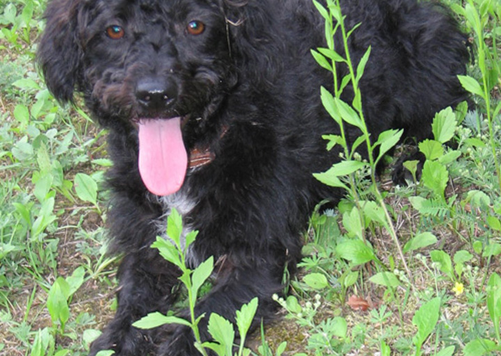 happy_1357006350Wuschel lächelnd in der Wiese Bild3-1.jpg