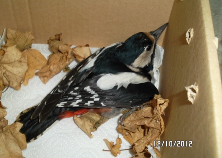 happy_1360708277Buntspecht 3.jpeg