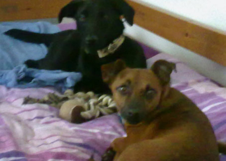 happy_1357004474Lacey und Piccolina.jpg