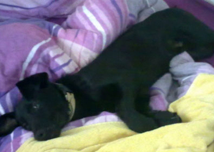 happy_1357004474Lacey 1.jpg