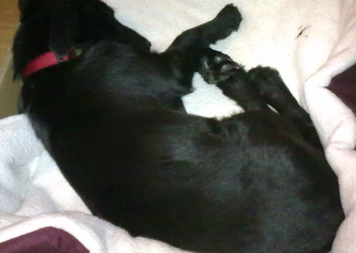 happy_1357004474Lacey 2.jpg