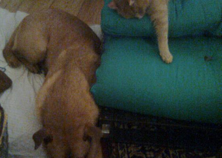 happy_1357001363karma with our cat.jpg