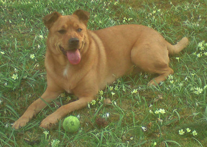 happy_1357002290karma in our garden.JPG