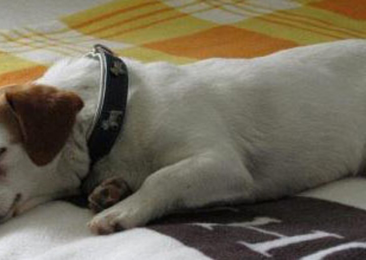 happy_1357003303für ACA_2012-12_engl-2.jpg