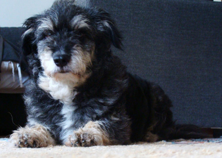 happy_1351733600Olli_2 (2).jpg