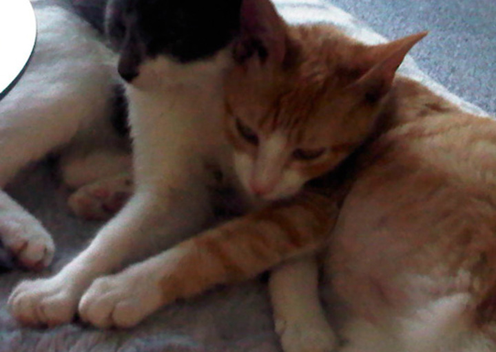 happy_1352582399Boettger_Blondy_Terry 20121013.jpg