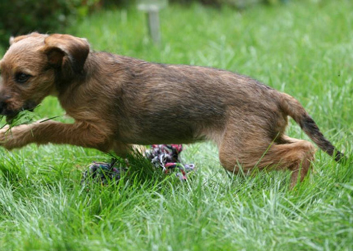 happy_1352664891Juno streicht durch den Garten.jpg