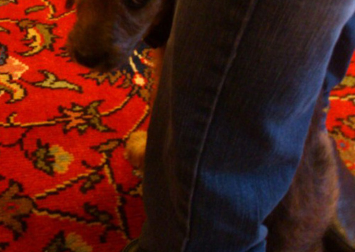 happy_1352664891Juno zur Sicherheit beim Herrchen.jpg