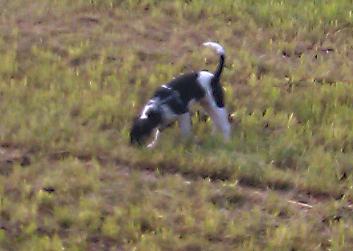 happy_1351453877Bonnie (3).jpg