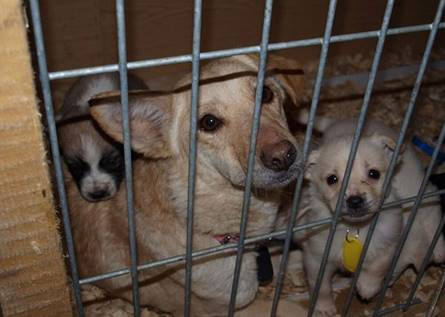Tierschutz Rumänien » Unsere Projekte | Animal Care