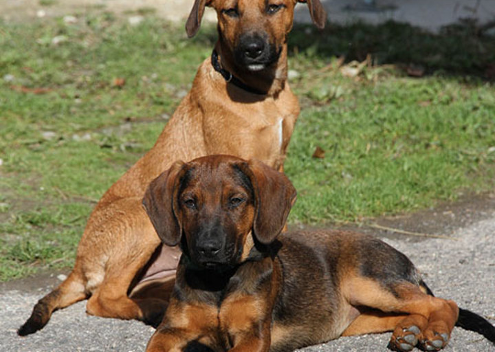 happy_1355876699Grace und Grappa 2.jpg