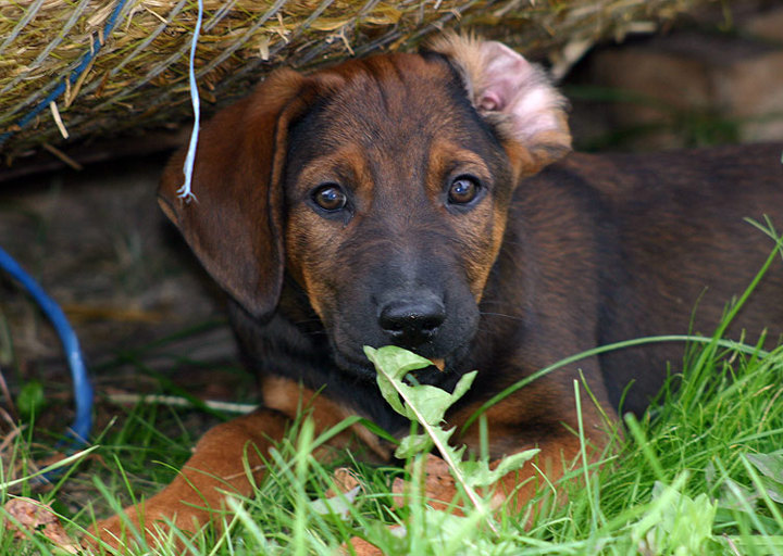 happy_1355876699Grace und Grappa 6.jpg