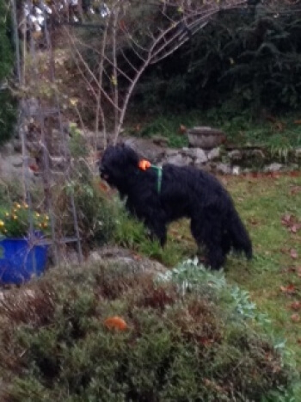 merge_350_Heidi gartenn.JPG