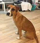 Remi - vermittelt 01.02.2021: American Staffordshire Terrier, Rüde, geb.  16.08.2016, bei uns seit Oktober 2017