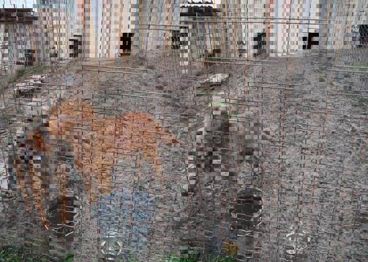 Svilos-1-2017-Gatsch 2.JPG