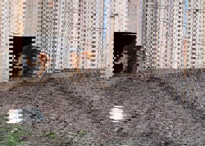 Svilos-1-2017-Gatsch 4.JPG