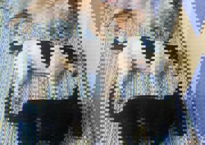 Svilos-1-2017-Kastration Svilos (1).jpg