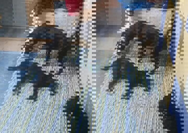 Svilos-1-2017-Kastration Svilos (2).jpg