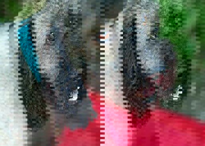 Albert geschoren.jpg