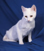 Whitney 4 (1)