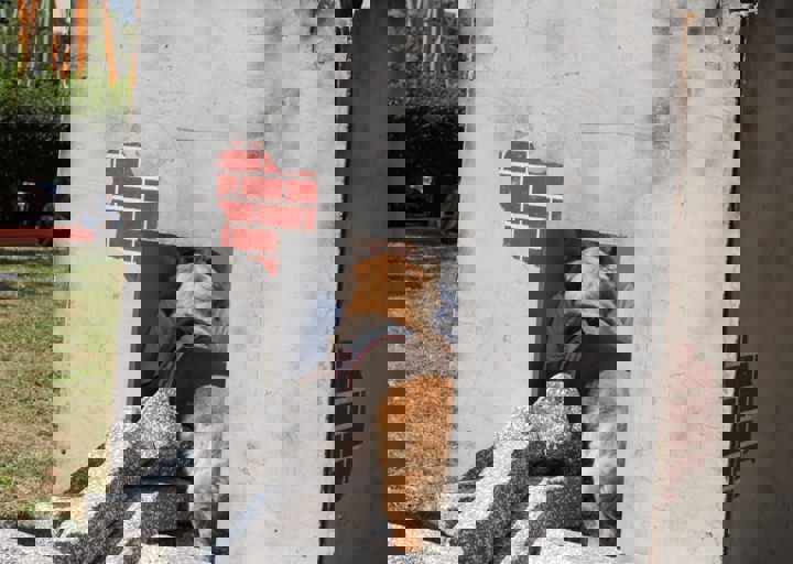 Animal Care Carol Byers  7_5_2015-58.jpg