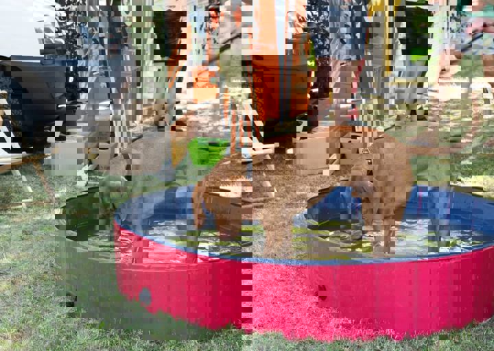 Animal Care Carol Byers  7_5_2015-131.jpg