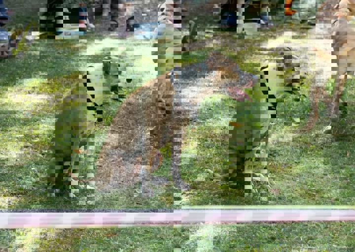 Animal Care Carol Byers  7_5_2015-137.jpg