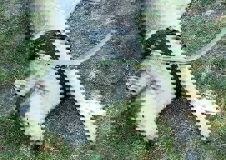 Animal Care Carol Byers  7_5_2015-143.jpg